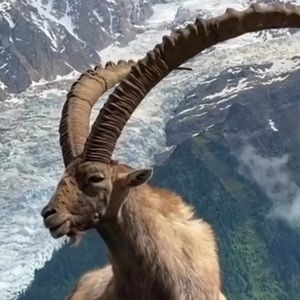 Meet your Posher, Oliver